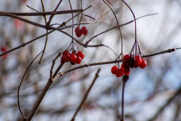 Small red berries on branches close-up