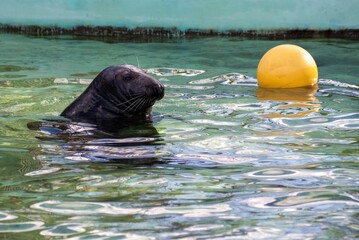 A seal plays with a ball in a pool at a zoo