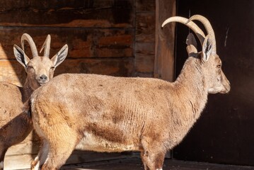 brown goats on the farm