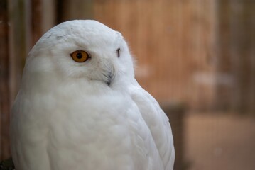 Great White Snowy Owl