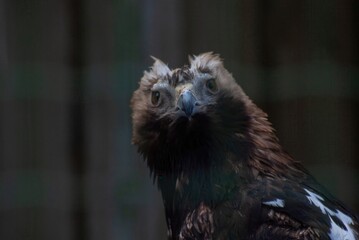 White-tailed eagle in the zoo enclosure