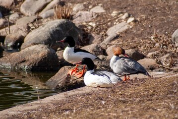 Ducks are basking in the sun on the shore of a pond.