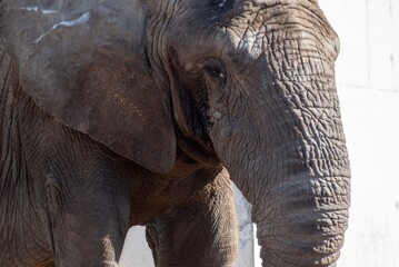 Close-up portrait of an elephant
