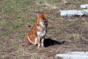 Red mountain wolf in a zoo enclosure