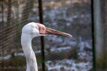 White stork in the zoo close-up