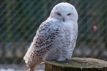 Great White Snowy Owl