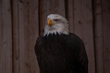 Bald eagle in a zoo enclosure