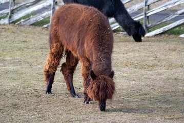 Alpacas graze in a zoo enclosure
