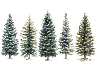 Fototapeta premium PNG cut out isolated background. A beautifully detailed watercolor illustration featuring five evergreen trees with varying shades of green and snow-covered branches.
