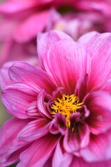 close up of pink flower