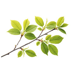 Fototapeta premium This captures the visual (green leaves, white background) and the theme (freshness, nature, foliage) in a clear and concise way, without using a colon Let me know if you want it more artistic or techn