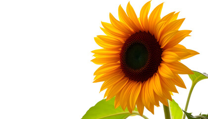 Obraz premium sunflower , with white tonespng