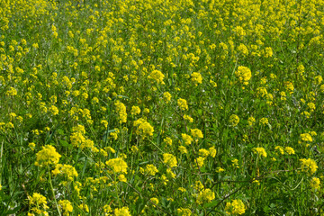 Spring flowering of yellow flowers