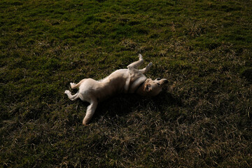 Fototapeta premium A playful Labrador retriever lies on its back in a grassy field, joyfully rolling around. The dog enjoys a carefree moment outdoors, basking in nature. View from above.