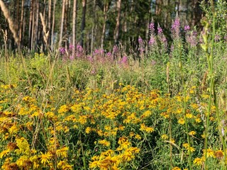 Obraz premium wild flowers in the meadow