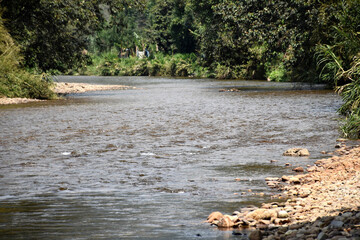Foliage and trees in native forest with the presence of rivers and waterfalls that give life and help the balance of the environment and nature