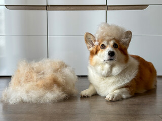 Corgi dog lying next to a large pile of freshly groomed fur