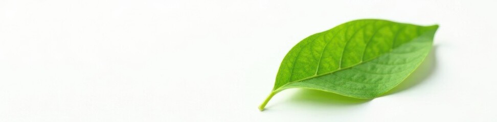 Obraz premium A single leaf isolated on a white background with subtle texture, background, leaf