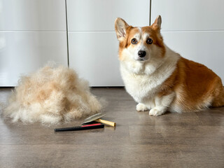 Obraz na płótnie Canvas Corgi dog sitting next to a pile of shed fur with grooming tools