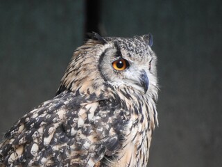 A majestic owl with striking orange eyes and intricate feather patterns.