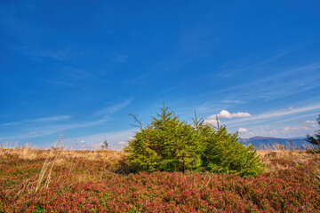 A serene mountain landscape with lush green spruce trees, golden grasses, and a vibrant blue sky....