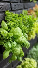 Lush vertical herb garden with vibrant basil and parsley against a textured black brick wall creating a fresh culinary atmosphere