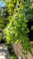 Lush basil and parsley herbs growing in a black pot on a sunlit stone wall showcasing fresh garden produce vibrant green foliage and natural light