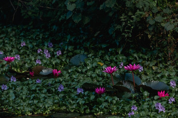 Pink lotus flower. The background is the lotus leaf and white lotus flower 