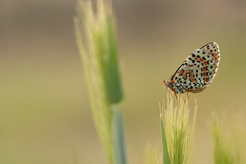 una farfalla melitaea al tramonto