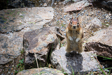 Curious chipmunk perching on rocky surface, peering intently toward viewer within scenic Banff National Park landscape, Canadian Rocky Mountains backdrop
