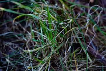 close up of green grass