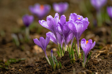 Spring crocus flowers