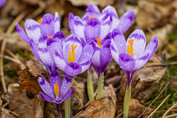 Spring crocus flowers