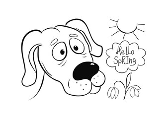 Dog, spring flowers. Snowdrop, primrose. Hand lettering Hello spring. Drawing, sketch. Black and white illustration.
