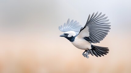 Bird in Flight, Black and White Wings, Pastel Background