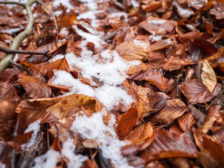 Close-up of brown dry autumn leaves on the forest floor, partially covered with melting white snow. Small branches are scattered and the leaf structure is lush and detailed.