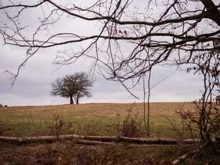 A distant, solitary tree stands on a hill under a cloudy sky, framed by blurred branches and dried...