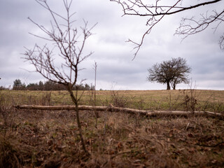A distant, solitary tree stands on a hill under a cloudy sky, framed by blurred branches and dried...