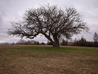 A large, leafless tree with sprawling branches stands alone in an open field under an overcast sky....