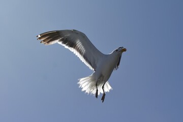 fliegende Möwe in Walvisbay