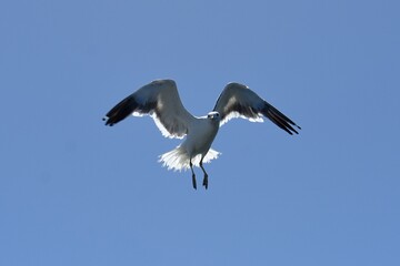 fliegende Möwe in Walvisbay