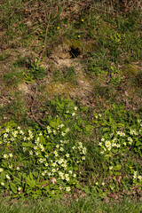Primroses growing on a hillside in springtime with an animal burrow above
