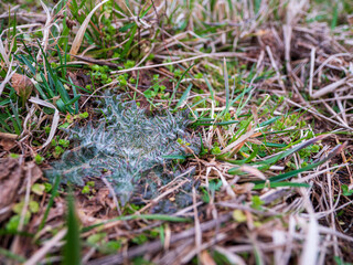 A close-up of a wild thistle rosette covered in fine, white hairs, hidden among green and dried grass in a natural setting. The plant’s spiky leaves contrast with the surrounding foliage.
