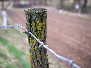 A weathered wooden fence post covered in yellow lichen, wrapped in barbed wire, stands against a blurred farmland background. The image highlights nature's resilience and rural boundaries.