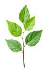 A single isolated branch with leaves and stem on white background, organic texture, isolated branch, botanical