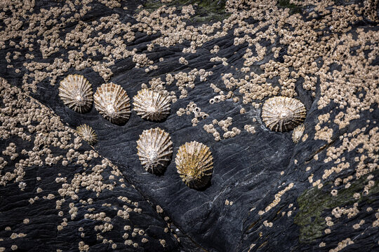A close up of limpets and barnicles in the sunshine
