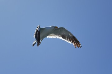 fliegende Möwe in Walvisbay