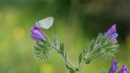 flowers and butterfly in natural life