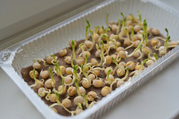 Pea sprouts, growing microgreens in a transparent tray with linen rug. Growing at home on a...