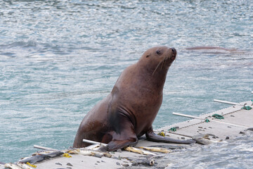 Stellar Sea Lion (Eumetopias jubatus), also known as Northern sea lion, at Solomon Gulch Hatchery,...